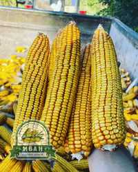 Семена кукурузы FAO 230 /Жүгері тұқымдары