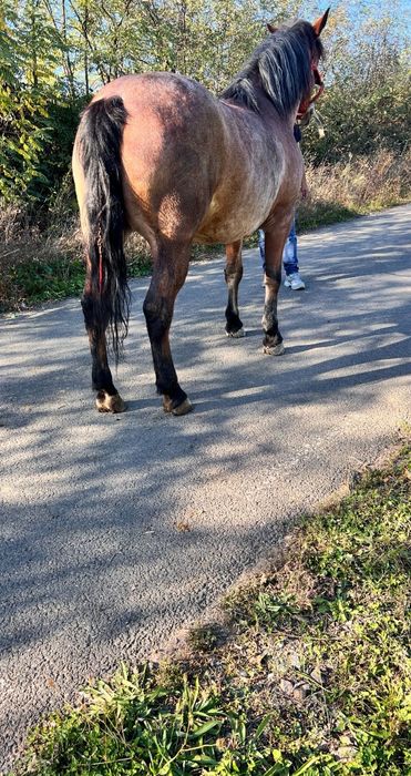 Iapa de 4 ani talie mare