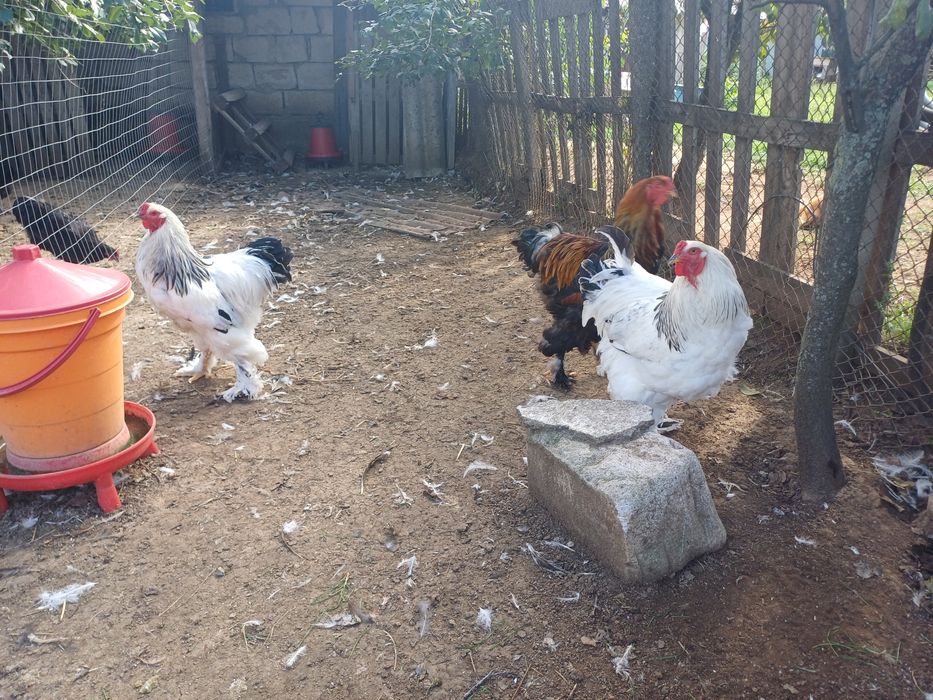 Cocosi Brahma HD si Potarnichiu