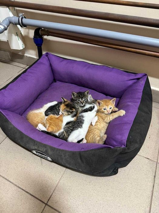 Gratuit ,oferim pisicute spre adoptie responsabila