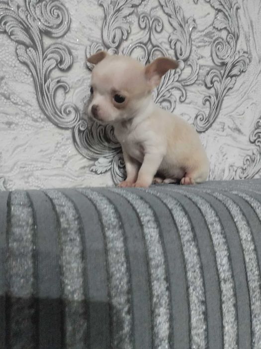 Мини чихуахуа 3бр