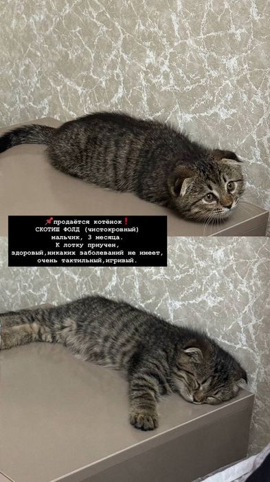 Сотувда мушук СКОТИШ ФОЛД 3 ойлик угил.  Келиштириб берамиз