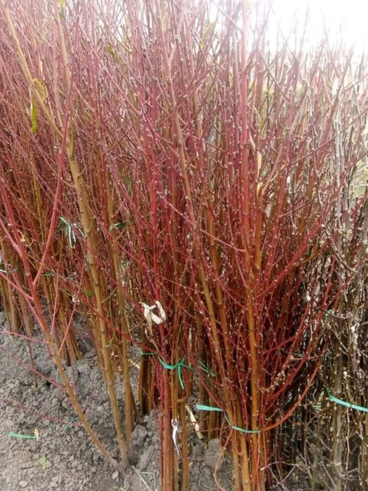 Vând pomi fructiferi diferite soiuri