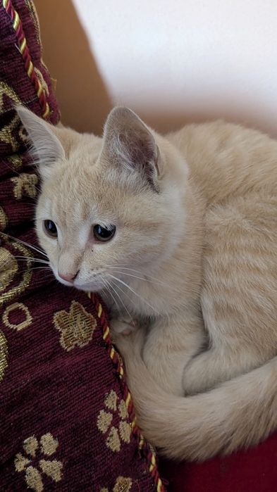 Mushukcha hadiyaga beriladi