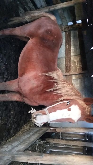 Продам жеребенка 1,5 годовалый