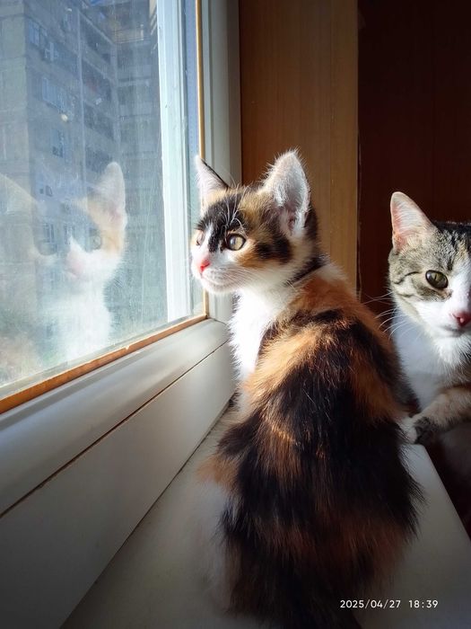 Отдам котёнка в добрые руки