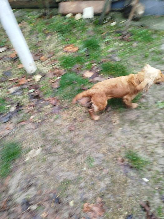 Кокер Шпаньол женски