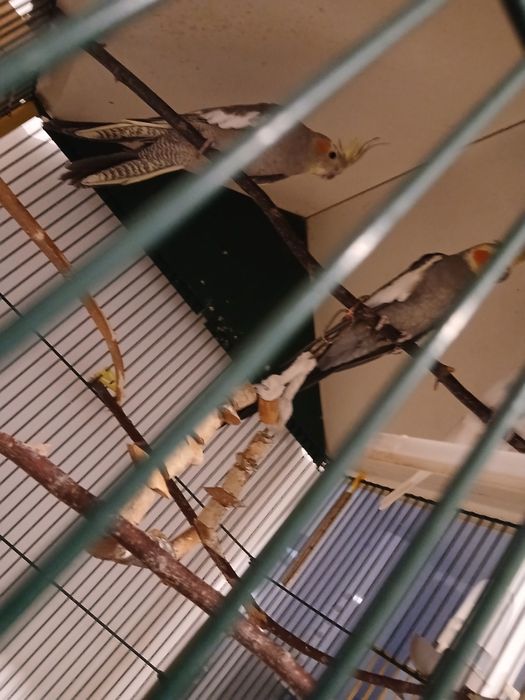 Papagali, cantatori si nimfe