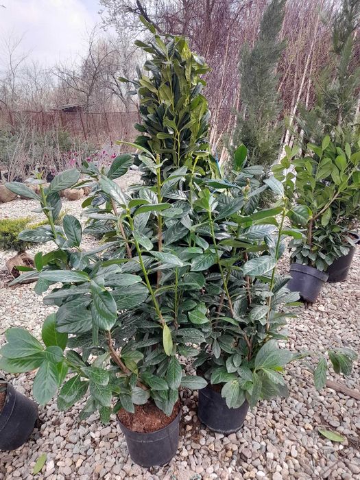 Plante ornamentale deosebite ce atrag atenția tuturor