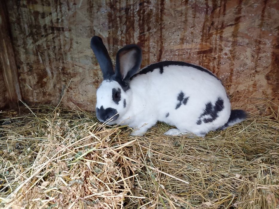 Femelă fluture german pestriț pe albastru