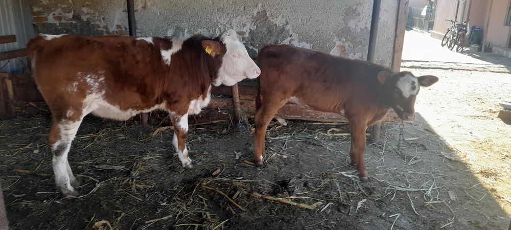 Vând 2 vițele de rasă