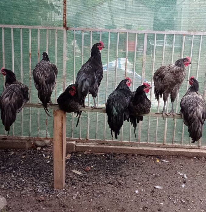 Cocoși Australorp de vânzare