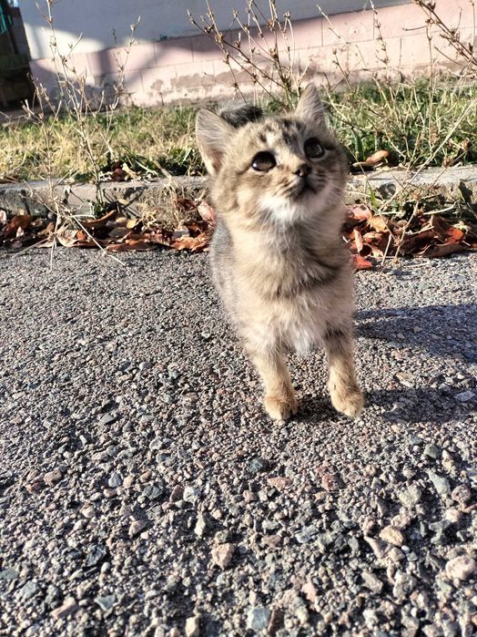 Отдам в заботливые руки котенка