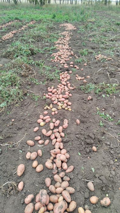 Продам домашнюю картошку