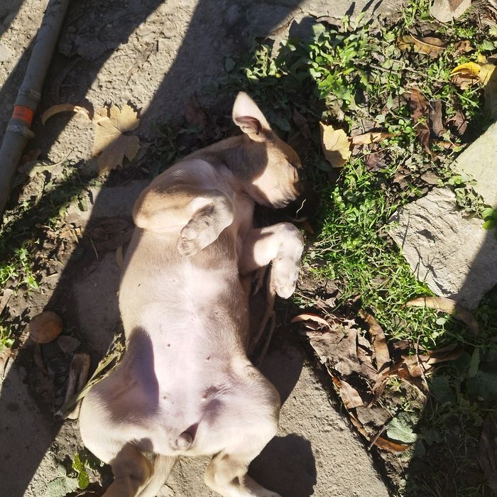 Подаряват се малки кученца!