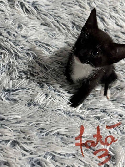 Donez 5 pisici , varsta  1 luna si jumatate