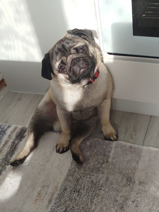 Мопс момче на 11 мец.