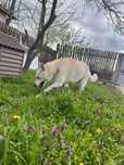 Donez Husky femela