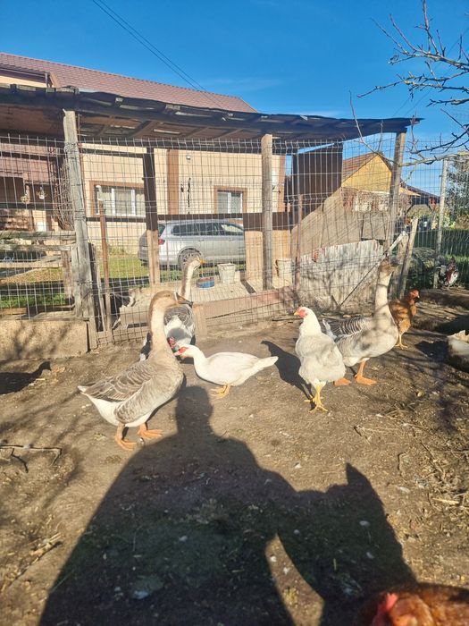 Vând gaste americane