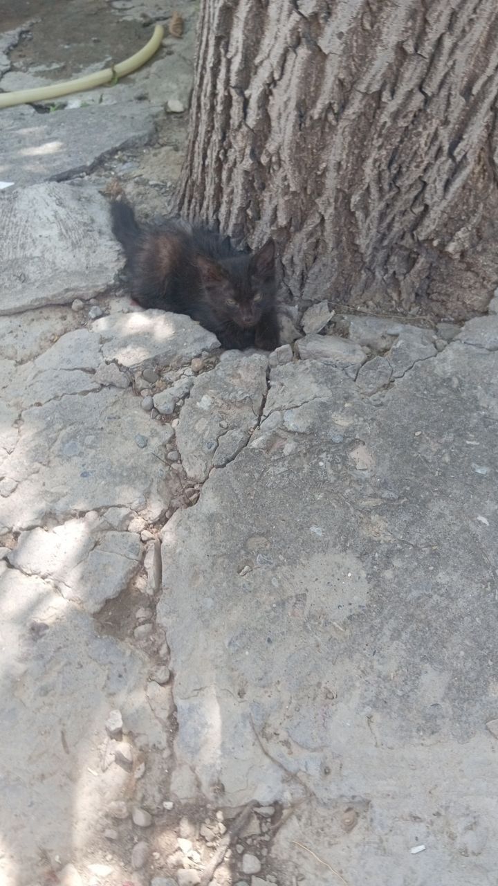 Даром котята в хорошие руки