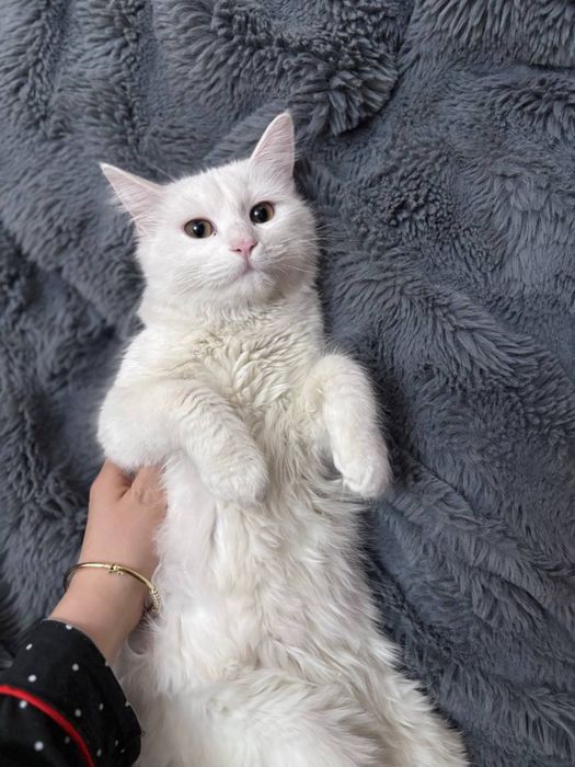 Turk angorasi  (uzun dumli, yumshoq oppoq junli)