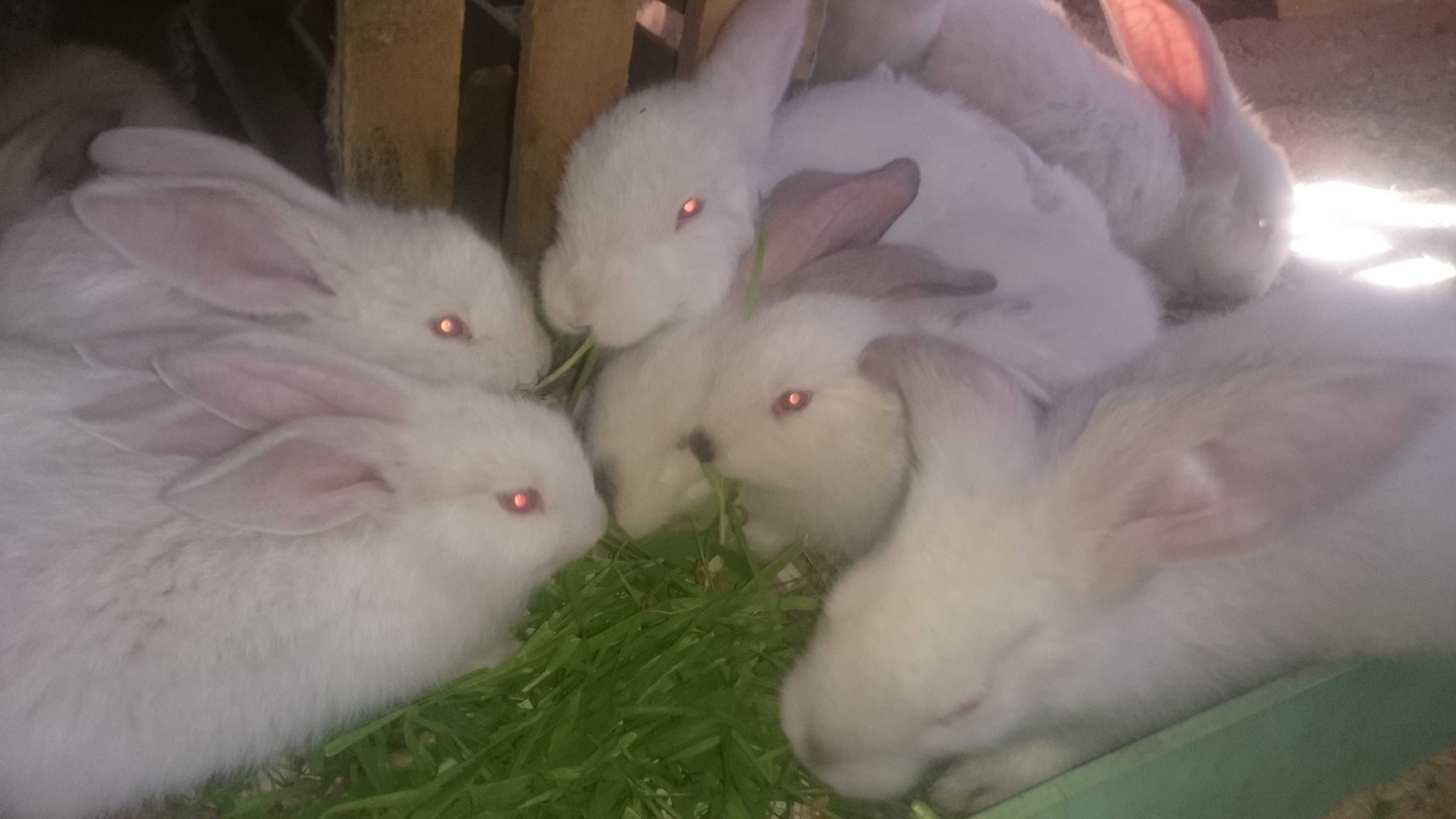 Продаются кролики и крольчата породистые.