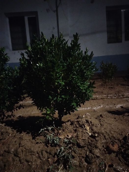 Шамшот куст кочати