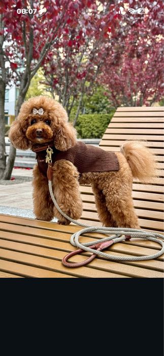 Pudel toy de vanzare