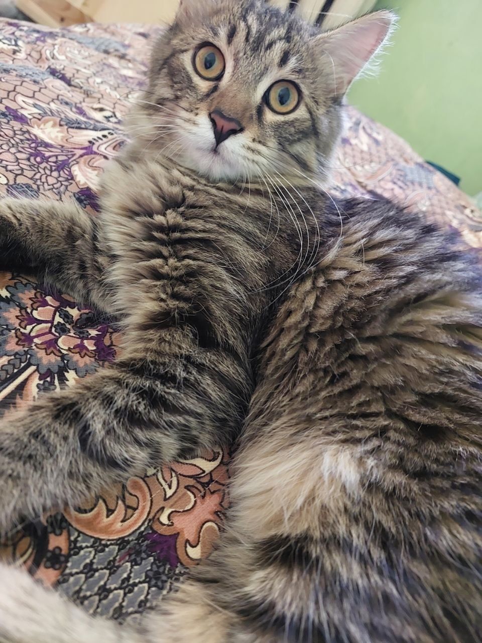 Отдам котёнка мальчика