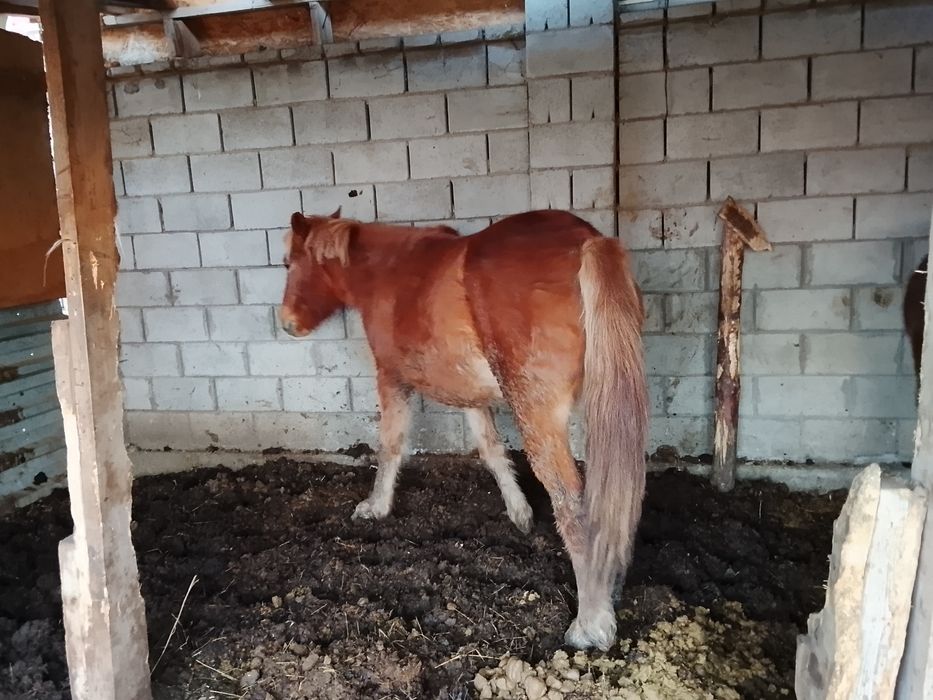 Жемде 1 ай тұрған байталдар сатамын, Астанада