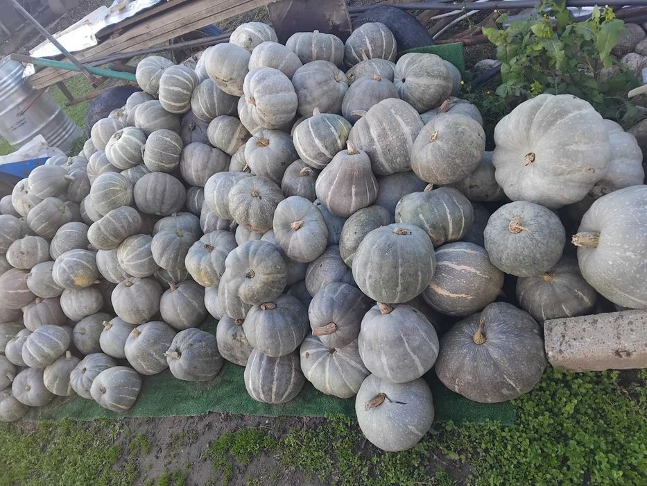 Тиква сива-пловдивска 0,50лв.