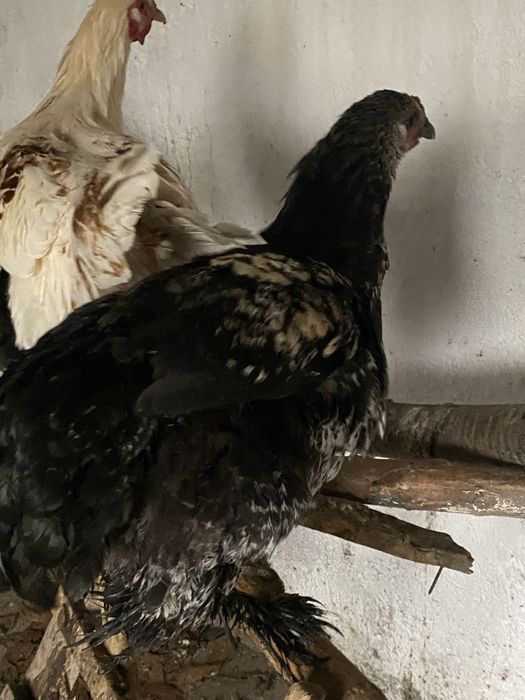 Gaini si cocosi  de tara scoti la closca