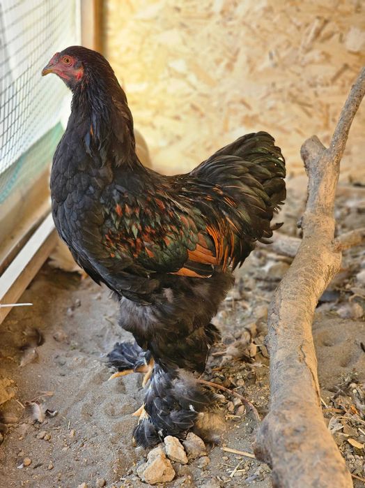 Брама хўроз сотилади таҳминан 7 ойлик