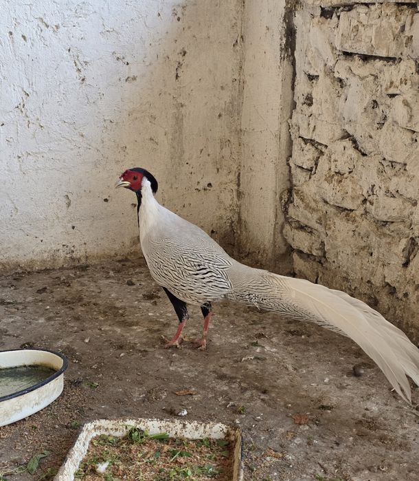 Серебряный фазан на продажу