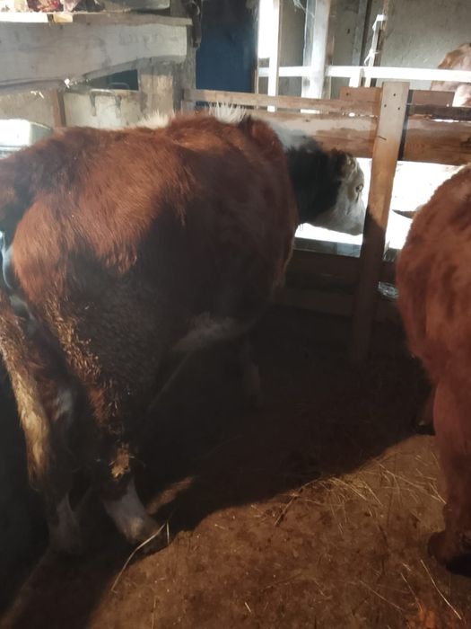 Продам жирных телок