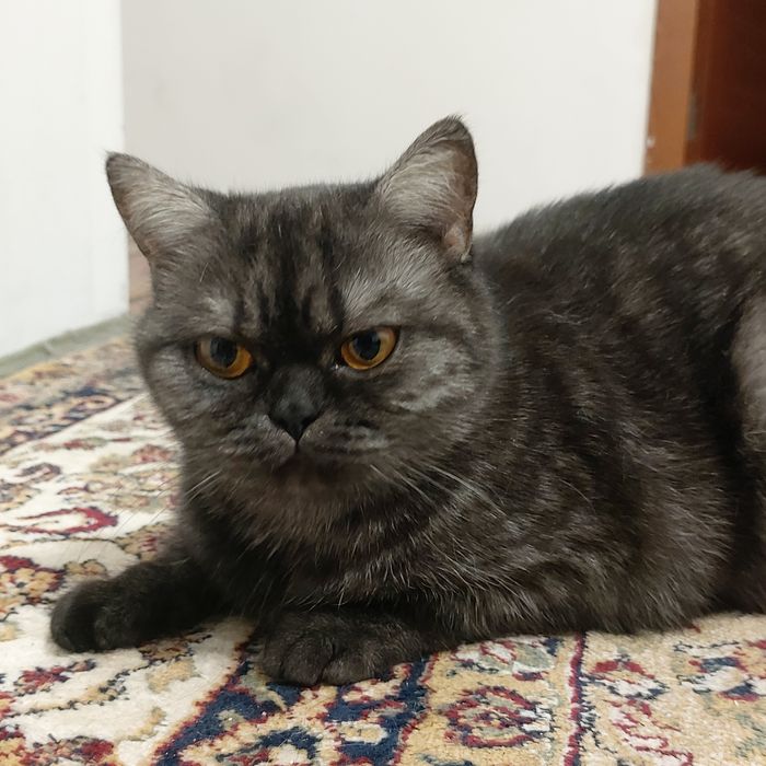 Продам кошку порода британка имя Лиза