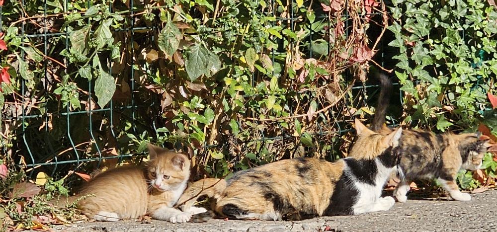 Котята в хорошие, добрые руки