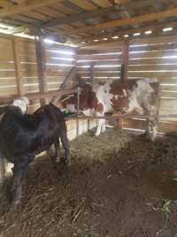Vand vaca baltata romaneasca cu vitel