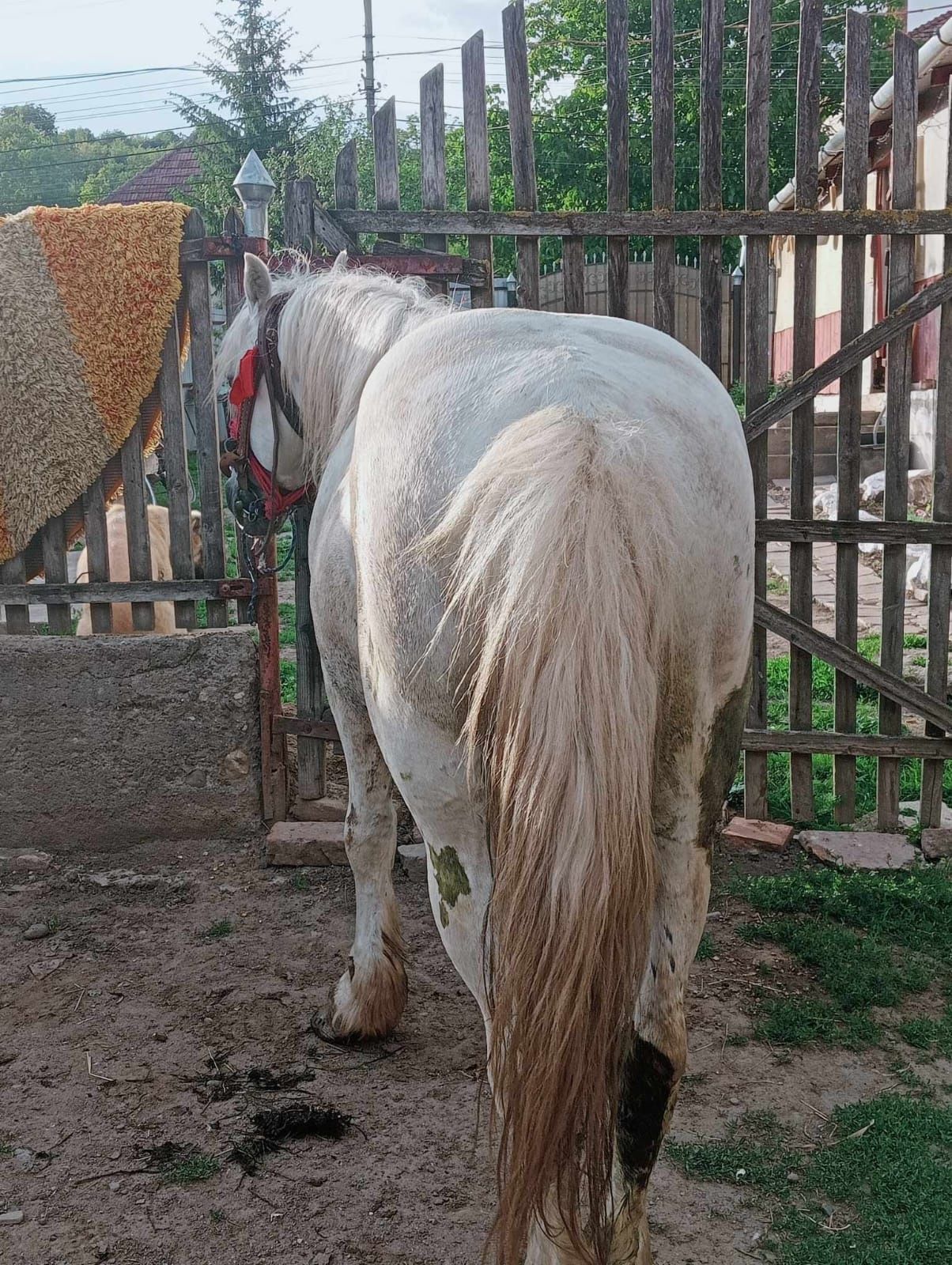 Este un cal foarte frumos și garantat la Ham