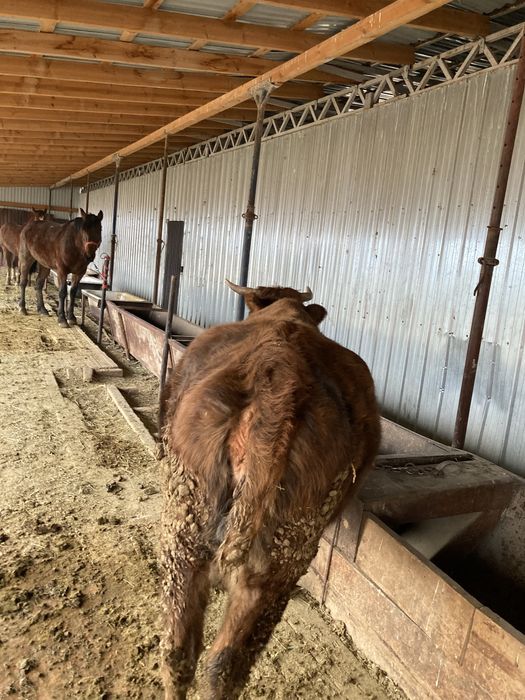 Корова продается