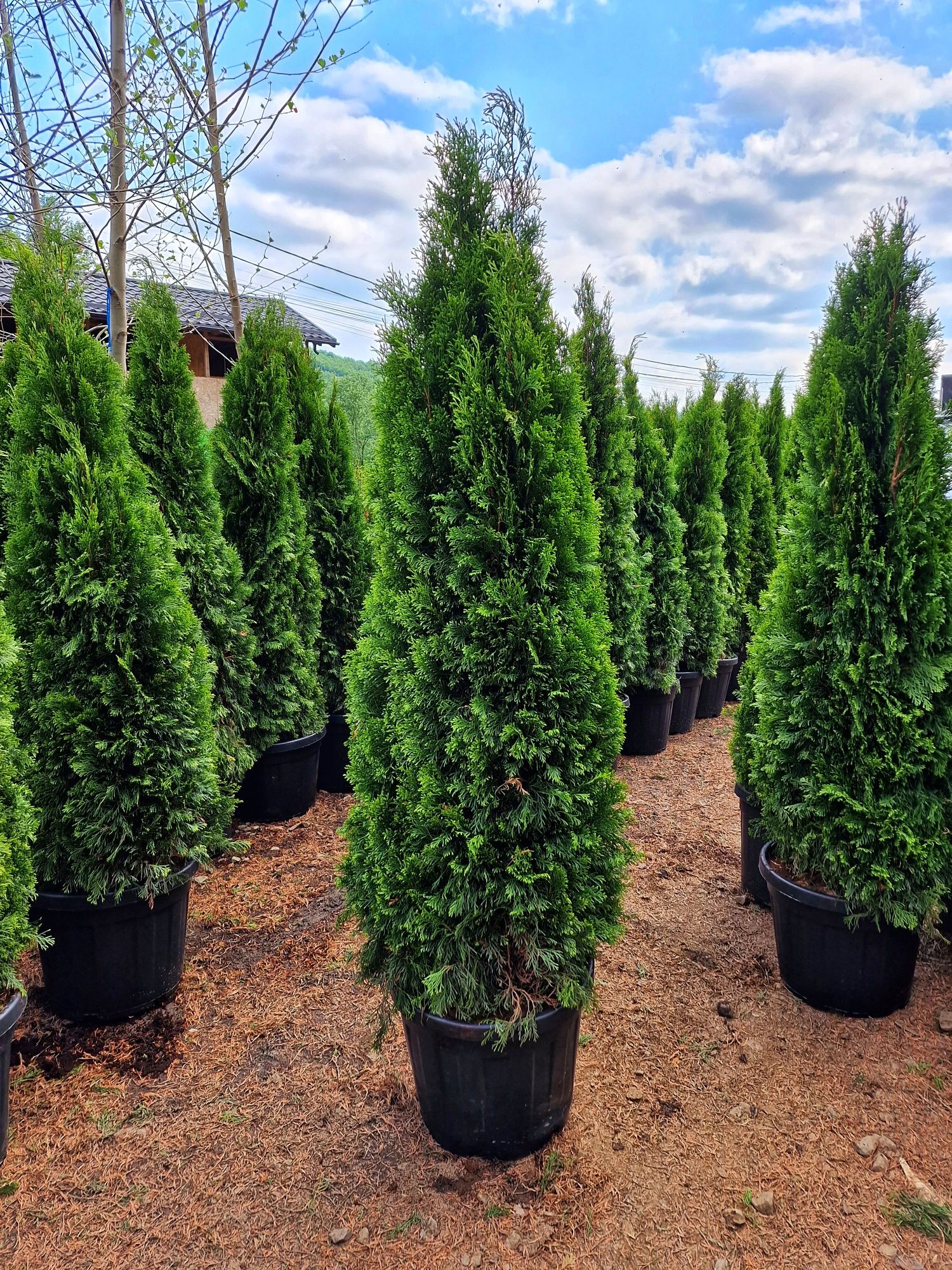 Vand tuia la ghiveci, occidentalis columnaris, smaragd, leylandii etc