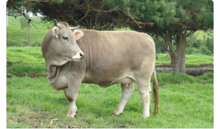 Искусственное осеменение коров