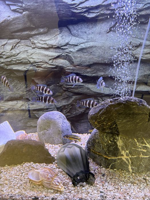 Akvarium 370lt komplekt зур холатда ойнаси 10 лик оптивайт хитой