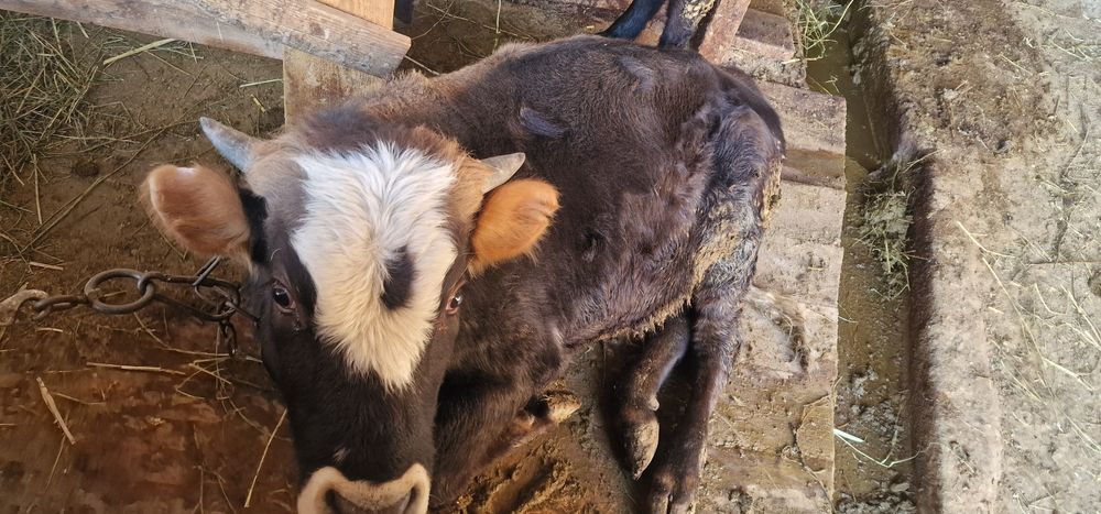 Продам бычка годовалый