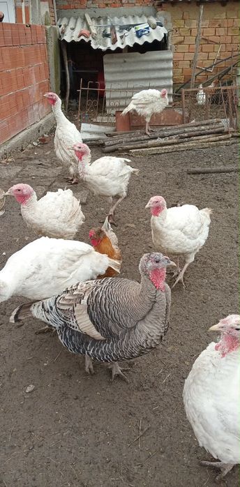 100% био Пуйки 100%