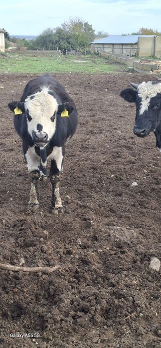 Продават се 15 бр мъжки и женски телета