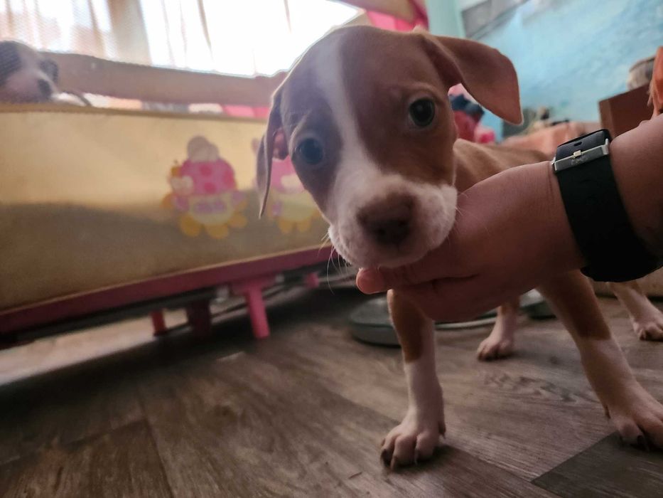 Американски питбул