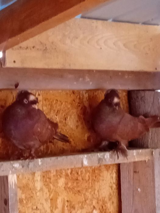 Vand/schimb porumbei