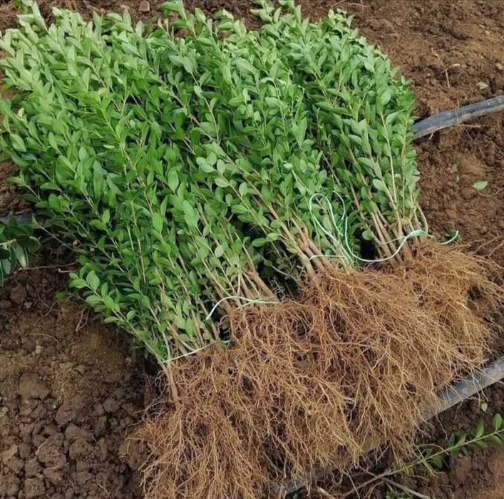 Лигуструм на гол корен ovalifolium 0,60 лв