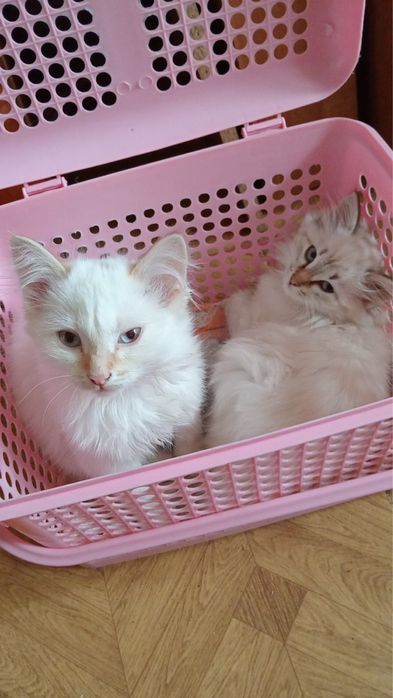 Отдам котят в хорошие руки